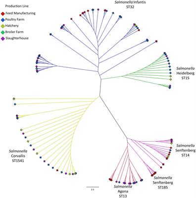 Mobile genetic elements drive the multidrug resistance and spread of Salmonella serotypes along a poultry meat production line